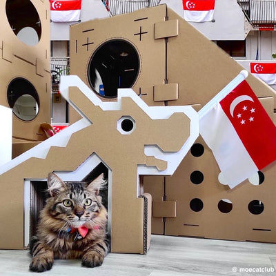 Dragon Playground Scratchpad (Pre-order)