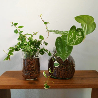 My Little Planted Jar: Workshop with Little Big Garden